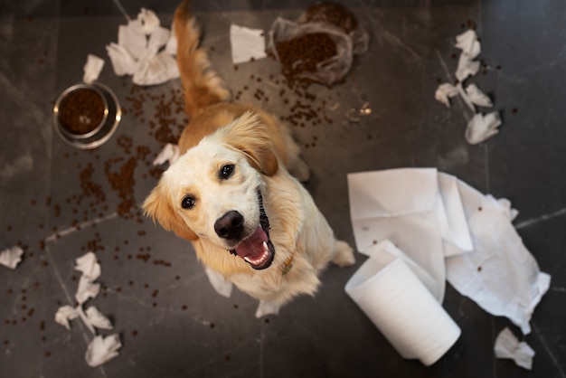 Free Photo high angle dog making a mess inside