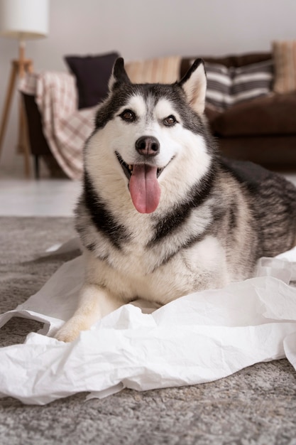 High angle dog playing with toilet paper at home