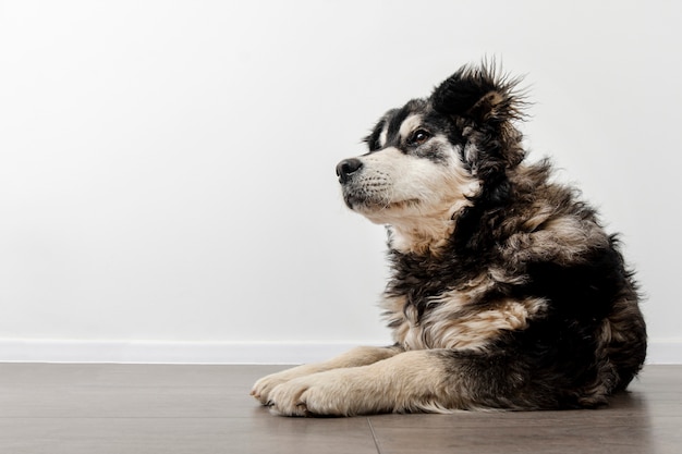 High angle dog sitting on floor