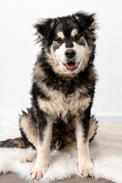 High angle dog sitting on furry carpet