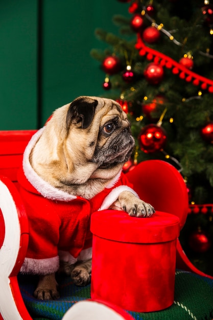 Free Photo high angle dog wearing santa costume