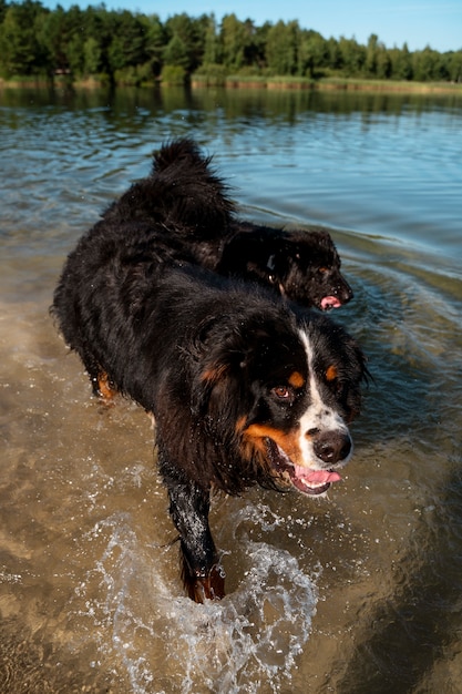 Free photo high angle dogs playing in the water