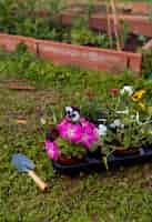 Free photo high angle flowers in pots on ground