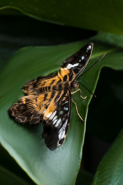 Free photo high angle fragile butterfly on leaf