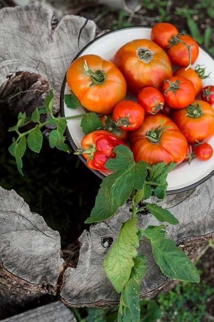 Free photo high angle fresh tomatoes on tree trunk