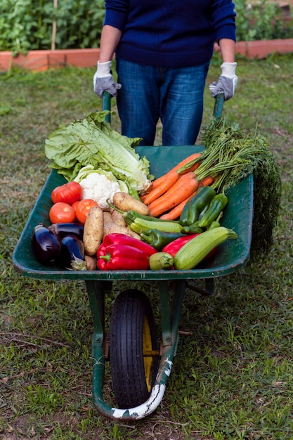 Free photo high angle gardener holding wheelbarrow with vegetables