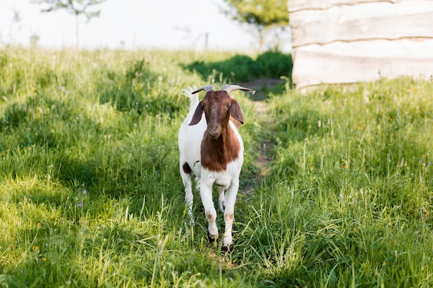 Free Photo high angle goat at farm