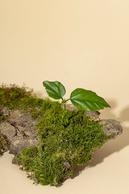 Free photo high angle of grass growing on earth podium