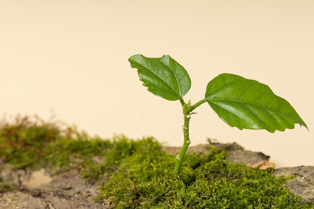 High angle of grass growing on earth podium