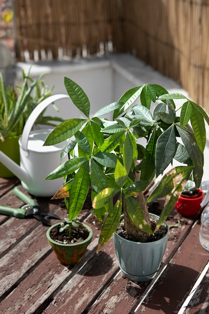 High angle green plants arrangement