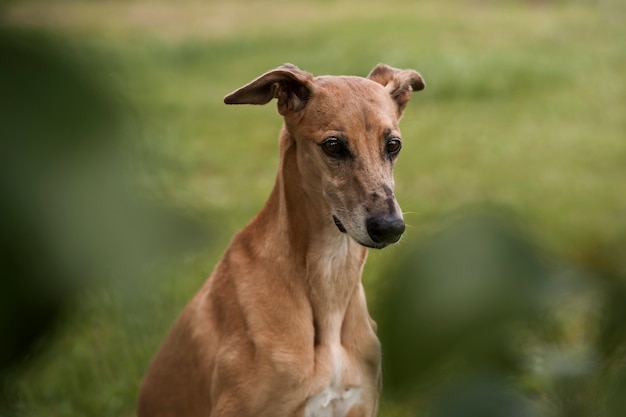 High angle greyhound dog with blurry background