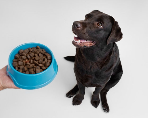 Free photo high angle hand holding dog food bowl