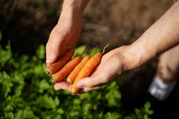 Free photo high angle hands holding carrots