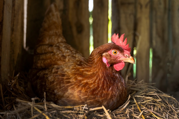 Free photo high angle hen sitting on hay at farm