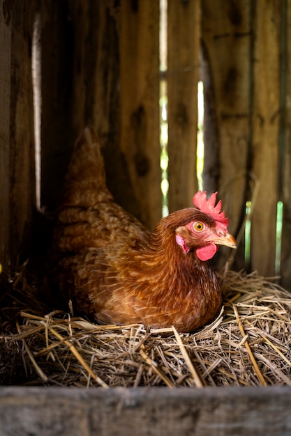 High angle hen sitting on hay