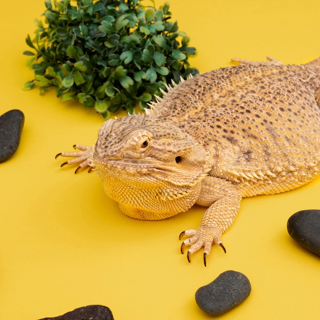 Free Photo high angle of iguana pet with rocks and vegetation