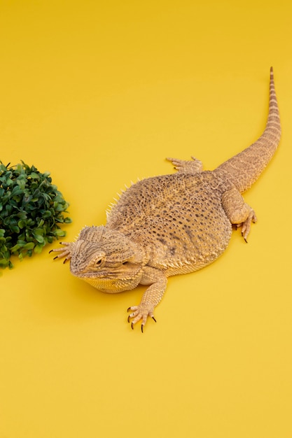 Free Photo high angle of iguana pet with vegetation