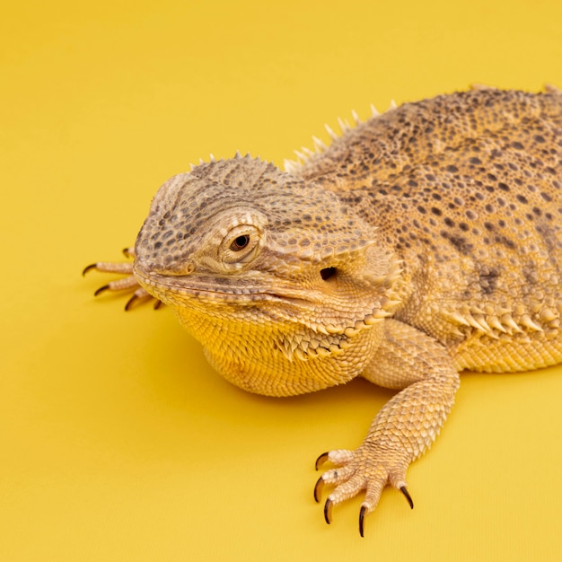 Free Photo high angle of iguana pet