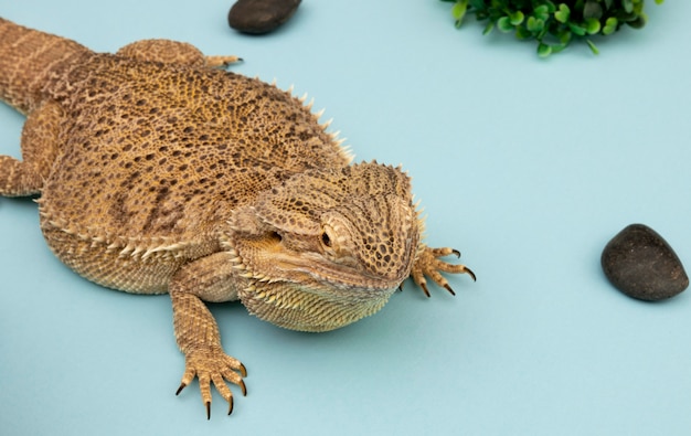 High angle of iguana reptile