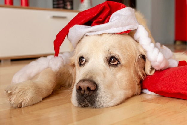 Free photo high angle labrador at home wearing santa hat