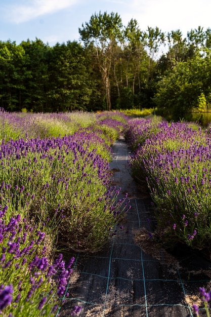 High angle lavender fields and path