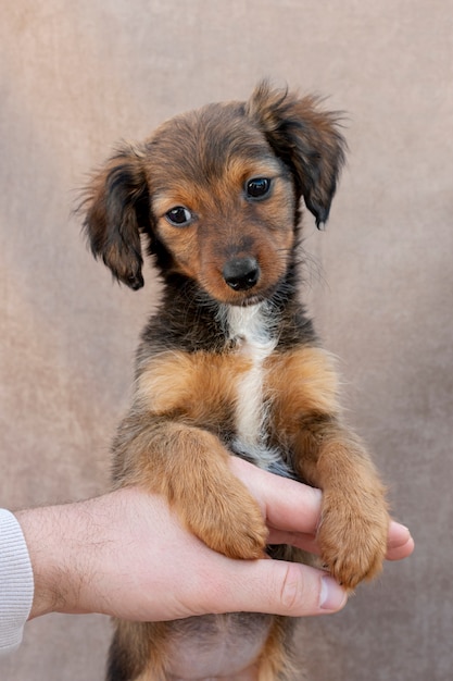 High angle little dog standing on owner hand