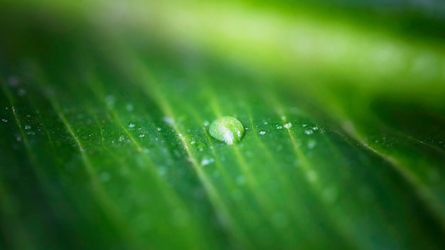 Free photo high angle of macro water drop on leaf surface