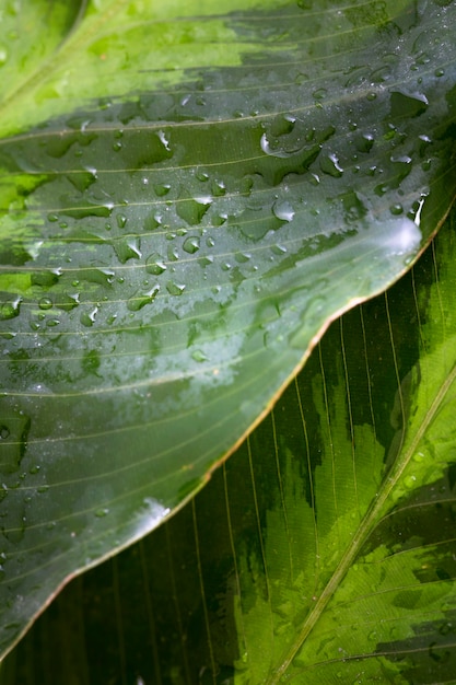 Free photo high angle of macro water drops on leaf