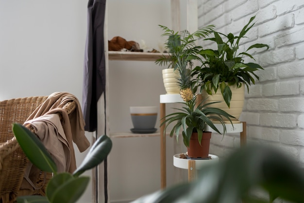 High angle messy living room with clothes and plants