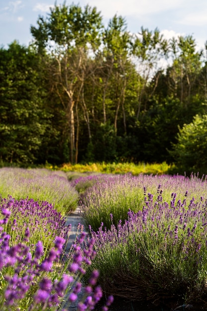 High angle natural landscape with lavender