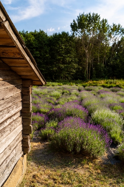 High angle old house and lavender field