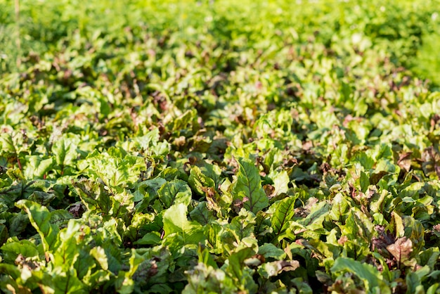 Free Photo high angle organic lettuce field