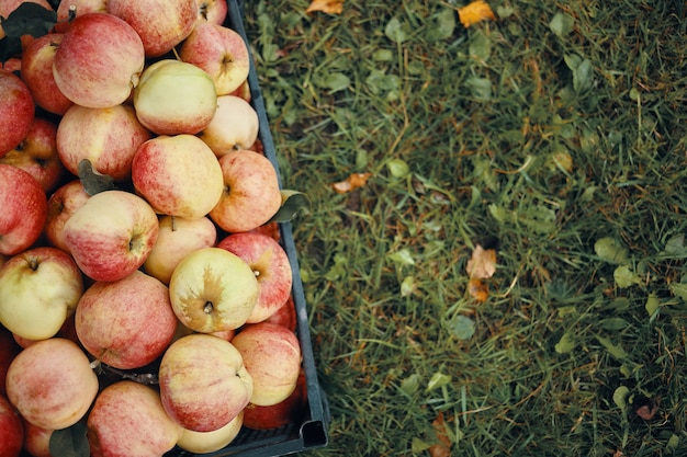 Free photo high angle outdoor view of ripe apples in black plastic box on green blank grass