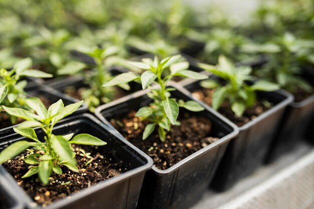 High angle of plants in black pots