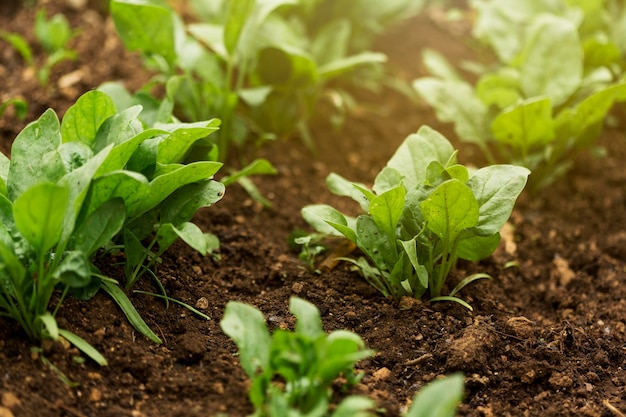 High angle plants with green leaves