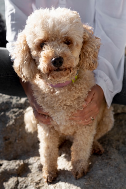 High angle poodle sitting in owner lap