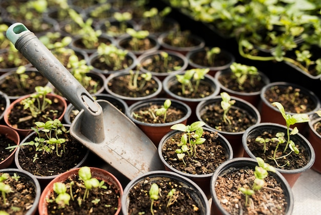 Free photo high angle of potted plants and shovel