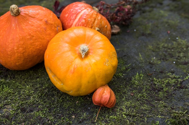 Free Photo high angle pumpkins arrangement on moss