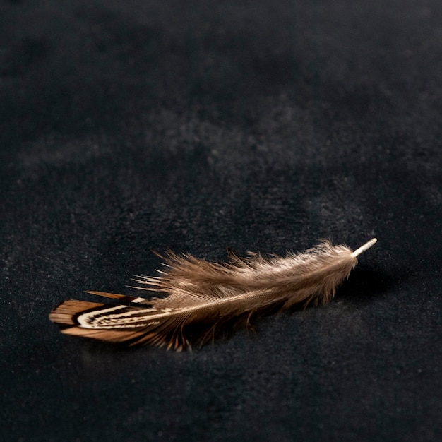 Free photo high angle quail feather