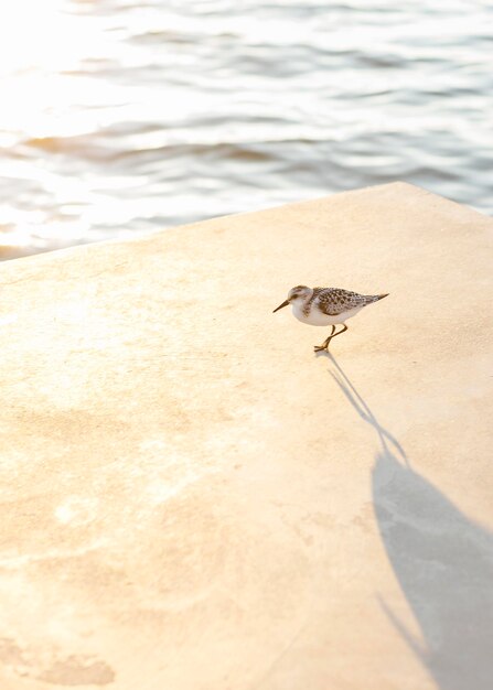 High angle of seagull by the lake with copy space