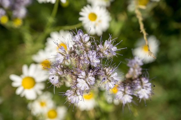 Free Photo high angle selective focus shot of a lacy phacelia flower with blurry daisies in the background