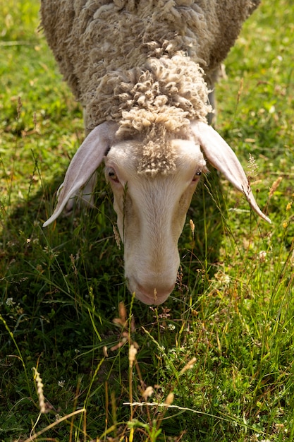 Free photo high angle sheep eating grass