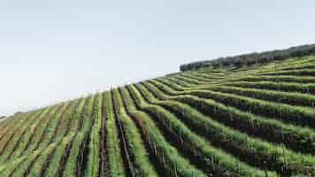 Free photo high angle shot of an agricultural area with lines of similar plants