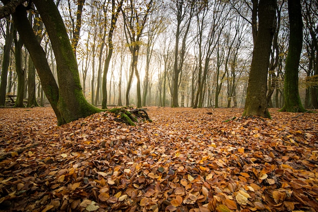 High angle shot of Autumn leaves on the ground of forest with trees