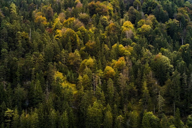 Free photo high angle shot of a beautiful forest with autumn-colored trees