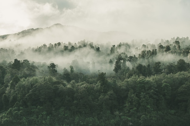 Free photo high angle shot of a beautiful forest with a lot of green trees enveloped in fog in new zealand