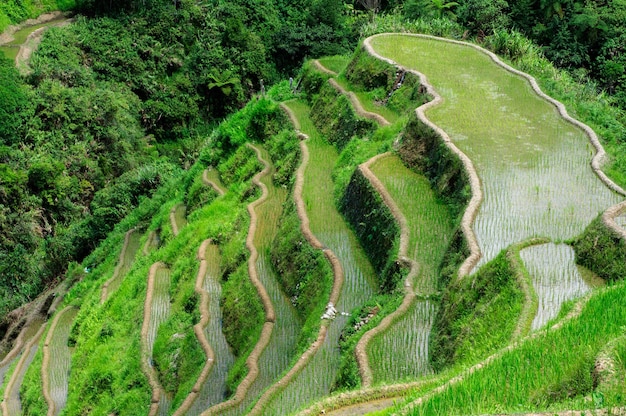 High angle shot of a beautiful landscape in Banaue Rice Terraces, Ifugao Province, Philippines