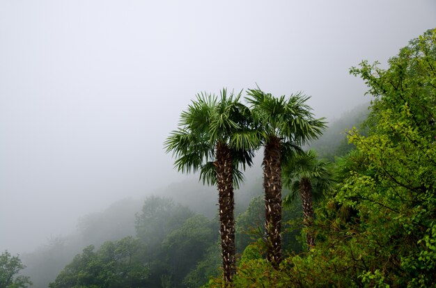 High angle shot of the beautiful palm trees in the middle of a foggy forest