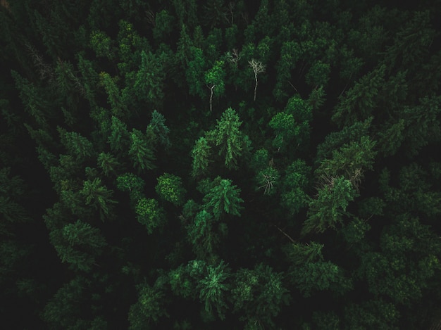 Free photo high angle shot of a beautiful tropical jungle with exotic tall trees