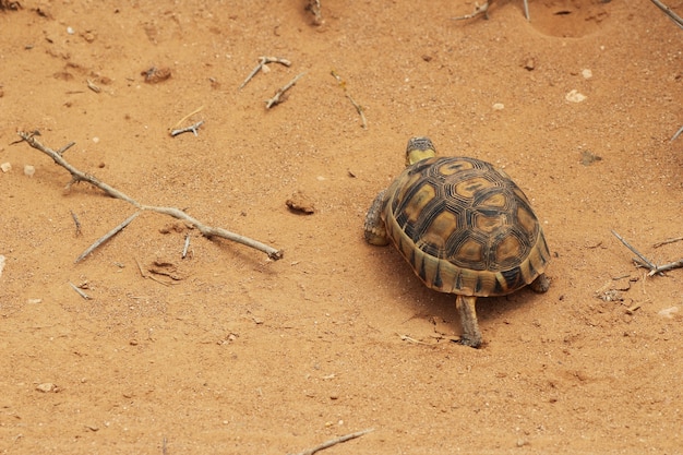 High angle shot of a beautiful turtle walking on the sand covered ground